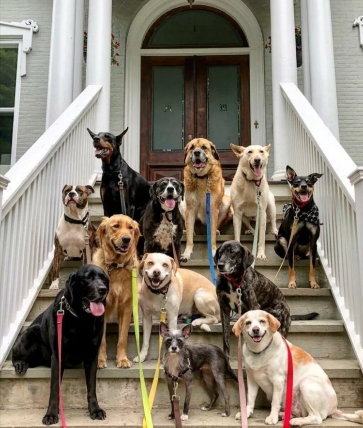 Несколько собак