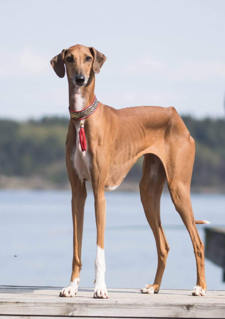 Борзая Азавак