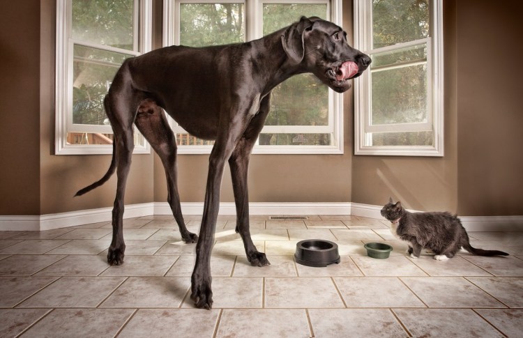 Немецкий дог Зевс рекорд Гиннесса