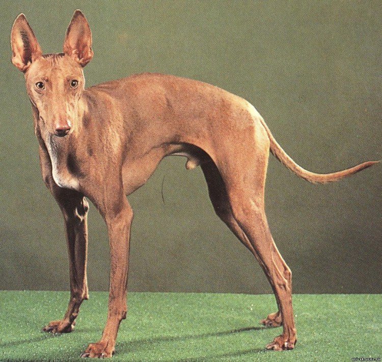 Абиссинская борзая