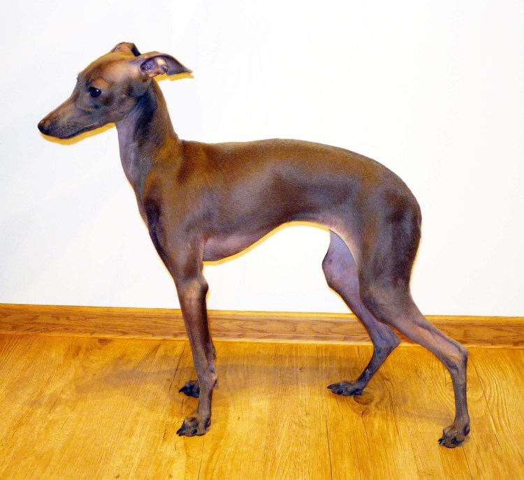 Древнеегипетская Левретка