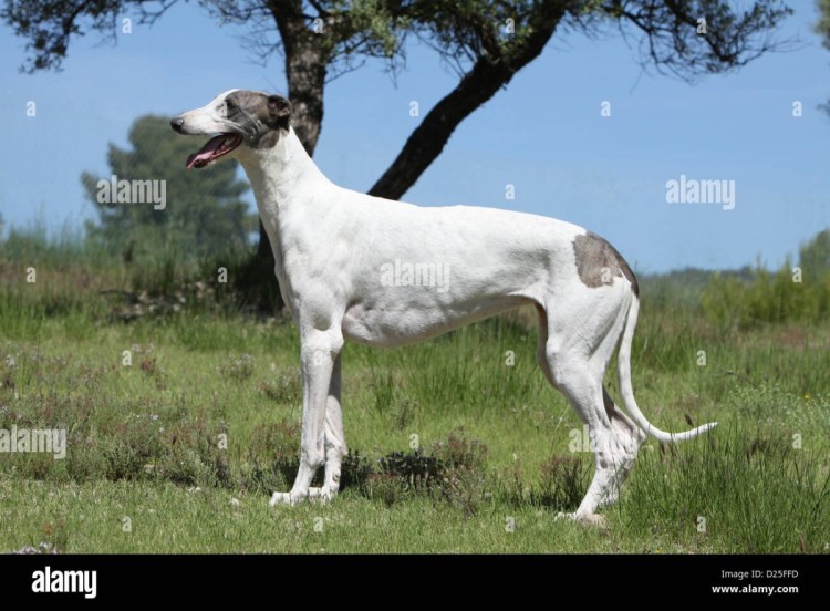 Охотничьи собаки породы Грейхаунд