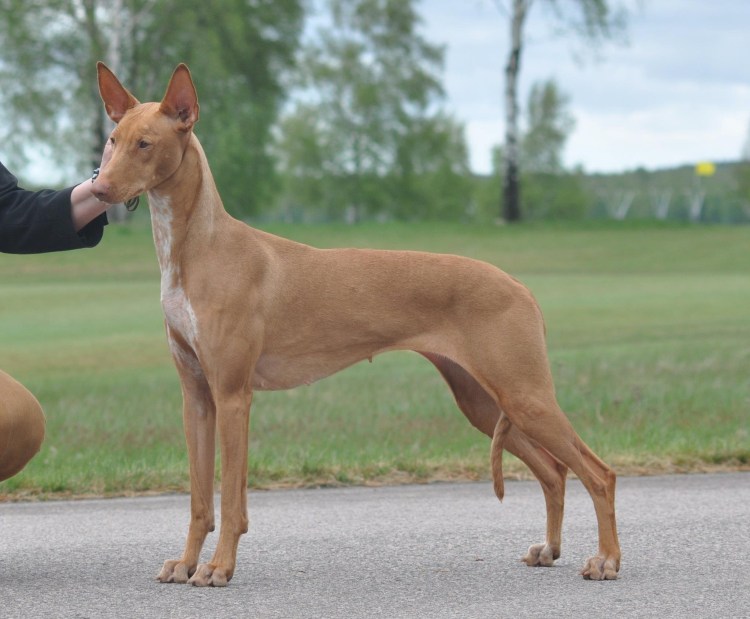 Фараонова гончая