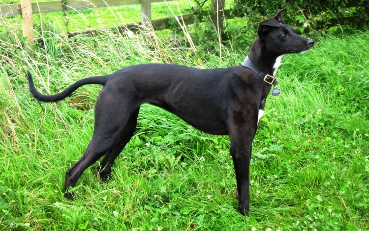 Австралийская кенгуровая борзая