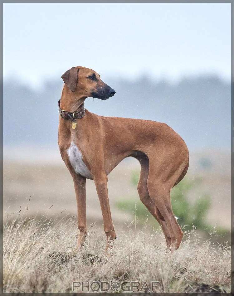 Борзая Азавак