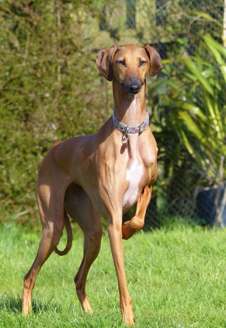 Азавак Левретка