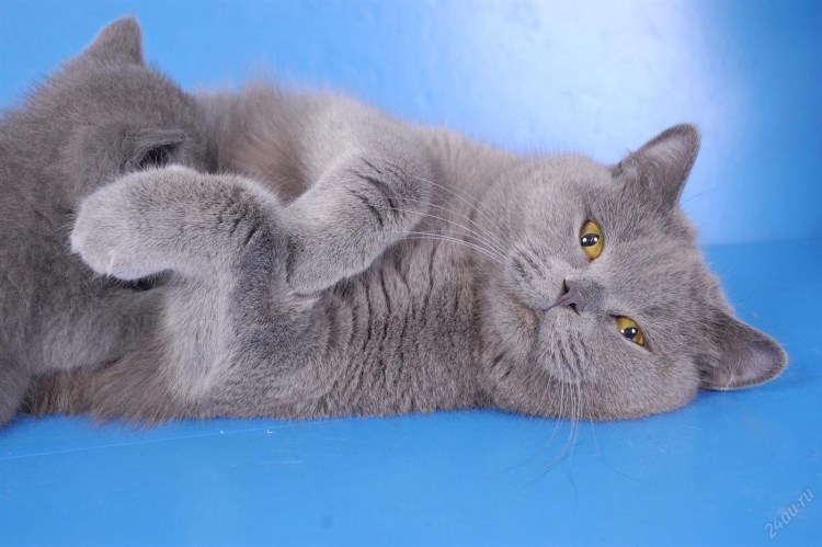 Британская короткошёрстная кошка голубая