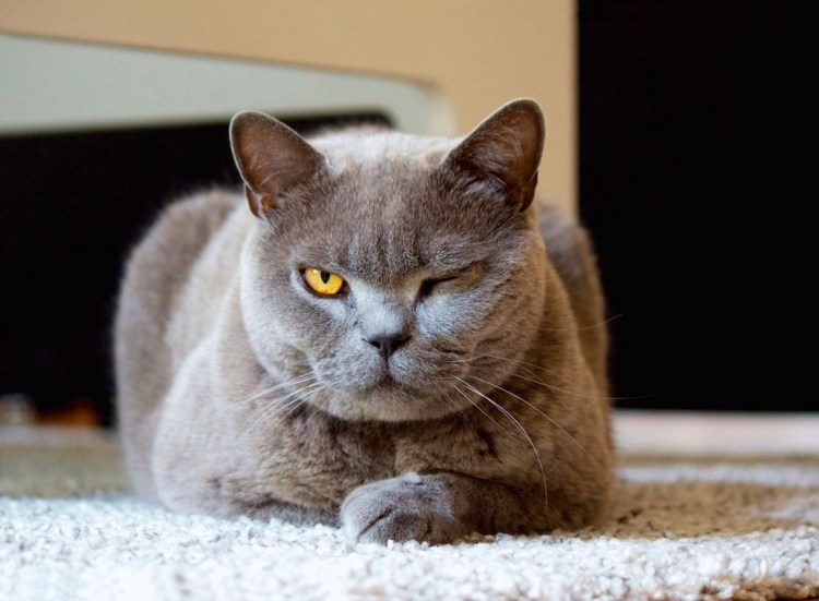 Британская короткошерстная кошка кот