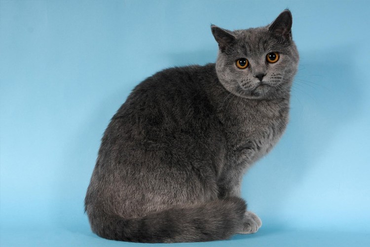 Британская короткошёрстная кошка голубая