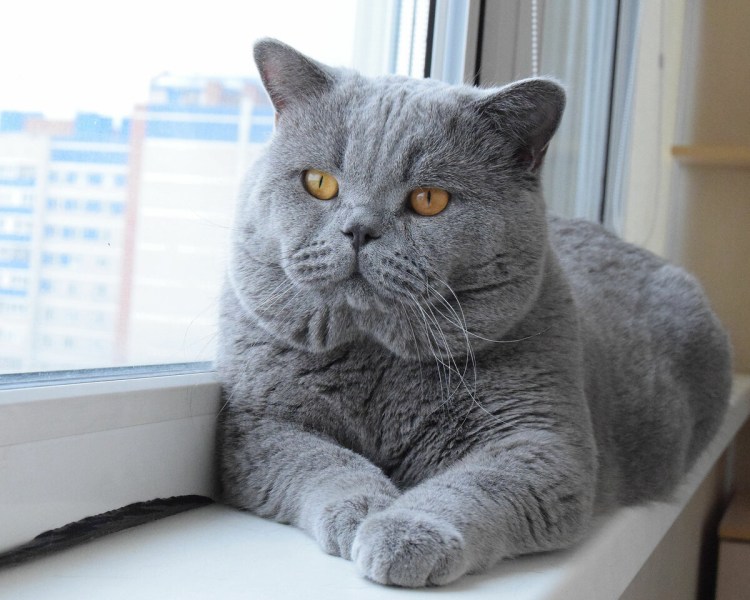 Британская короткошёрстная кошка голубая