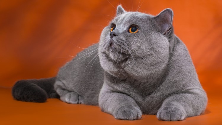 Серый кот британский Аристократ