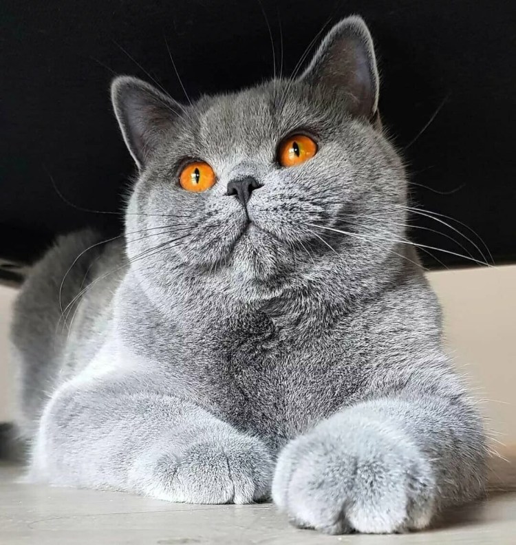 Британская короткошёрстная кошка голубая
