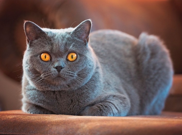 Картезианская кошка британец