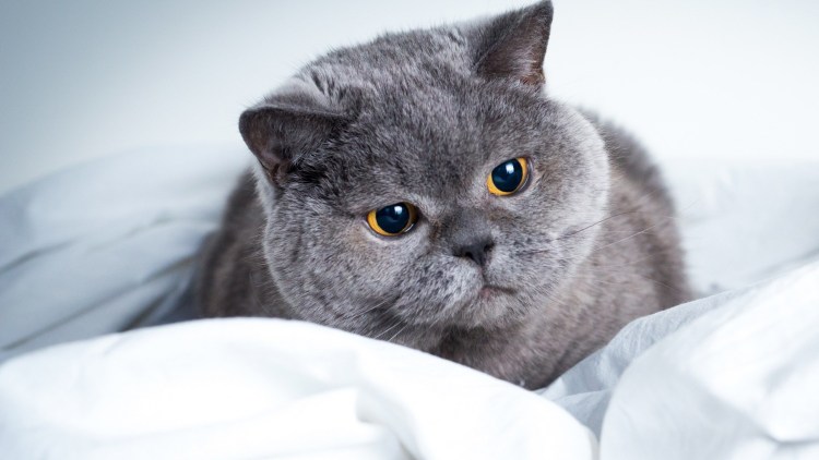 Британский короткошерстный кот серый