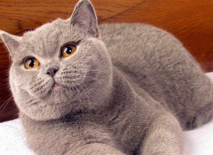 Британский короткошерстный кот