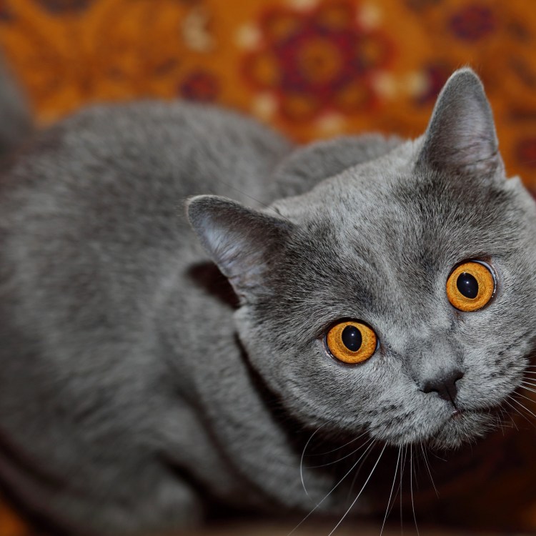 Кошка Шотландская прямоухая короткошерстная серая