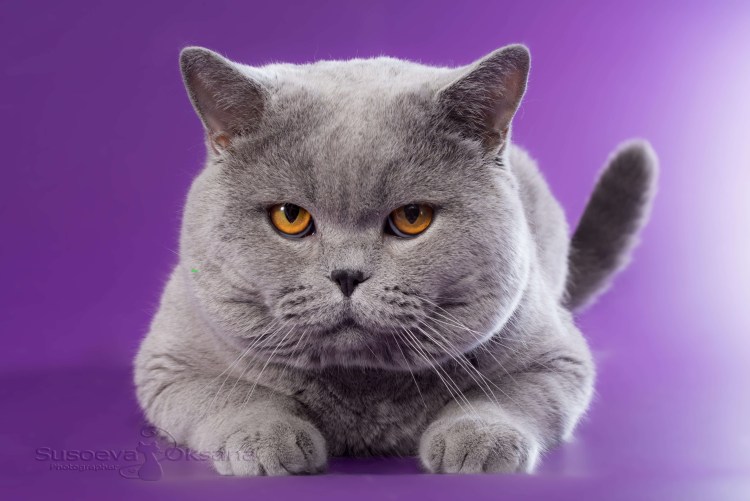 Британский короткошерстный кот серый