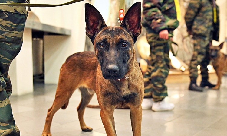 Бельгийская овчарка малинуа спецназ