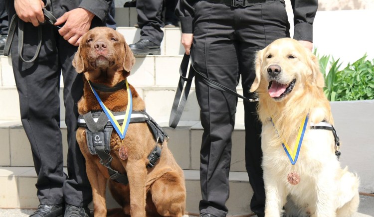 Лабрадор служебная собака