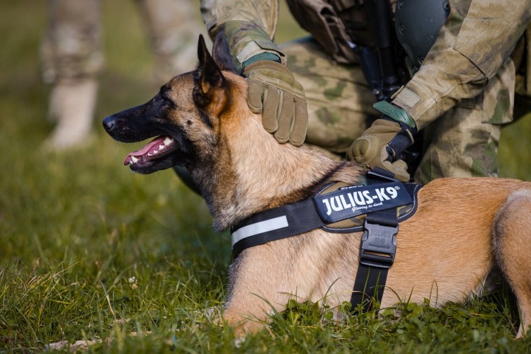 Шлейка Police k9