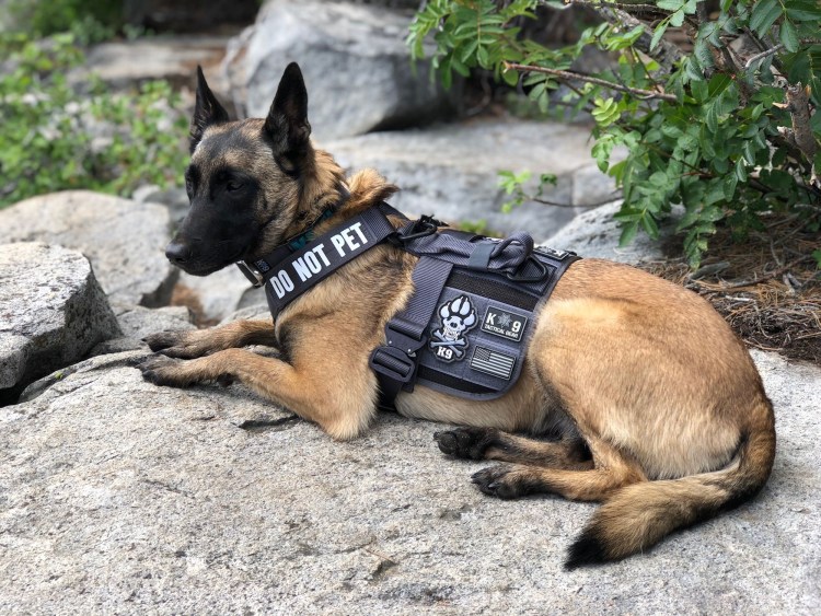 Бельгийская овчарка малинуа к9