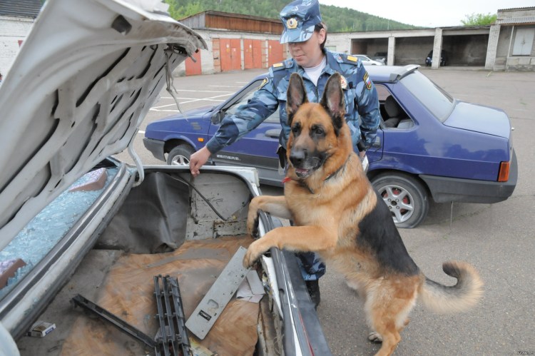 Полицейский пес немецкая овчарка