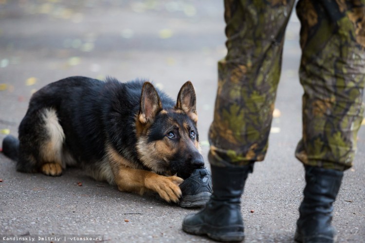 Овчарка кинология