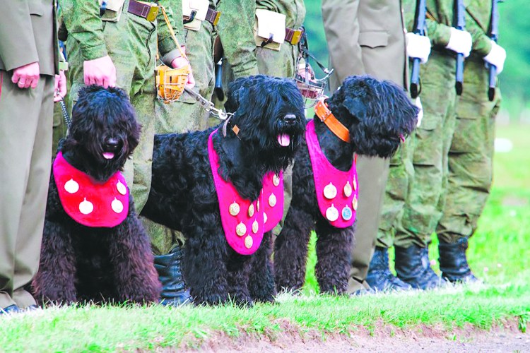 Питомник русского черного терьера красная звезда