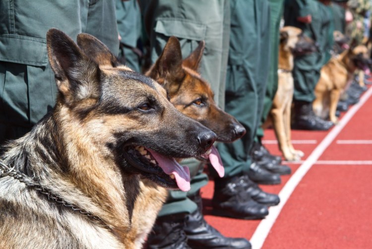 Пограничная овчарка