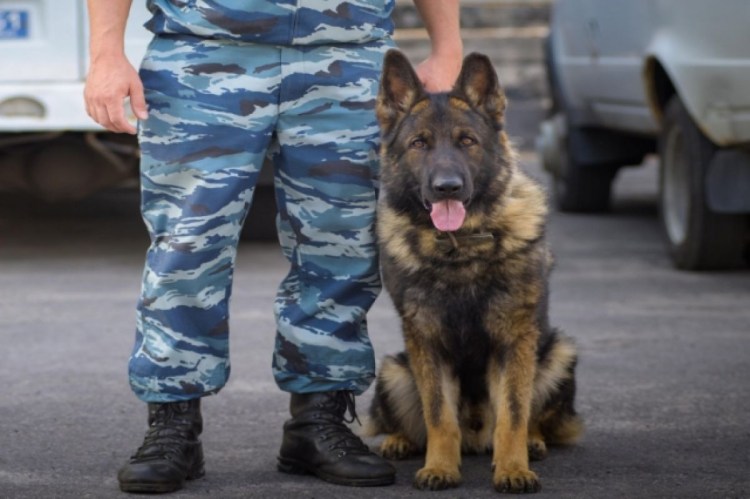 Овчарка кинология