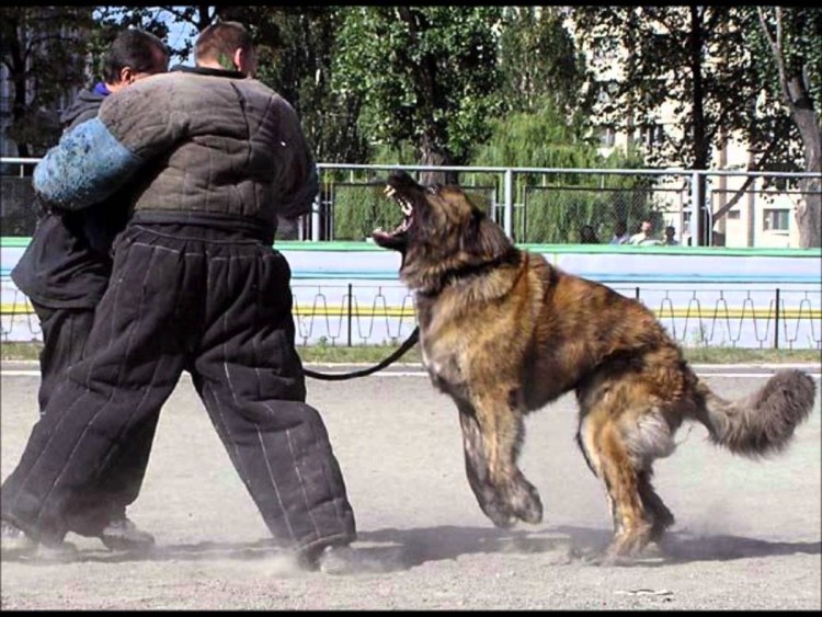 Кавказская овчарка Караульная служба