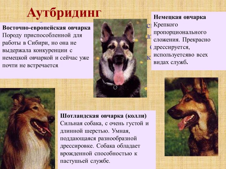 Аутбридинг в селекции