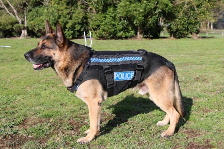 Немецкая овчарка США к9