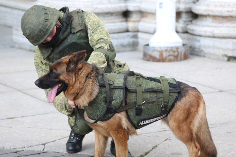 Военные кинологи ЗВО