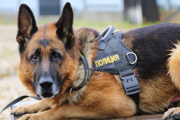 Служебные собаки полиции РФ