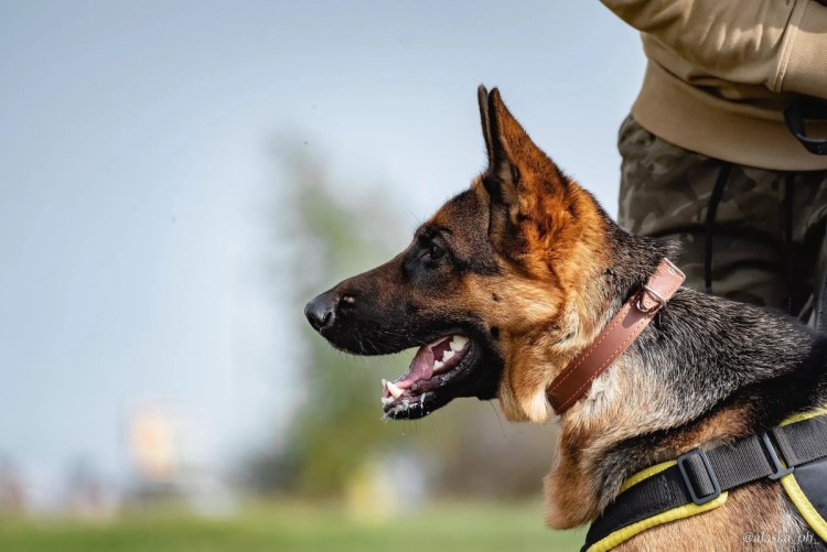 Овчарка ЗКС