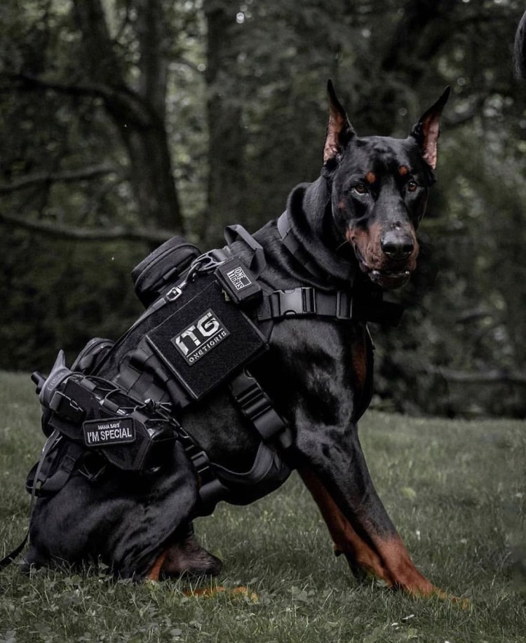 Доберман бойцовская