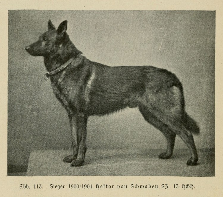 Немецкая овчарка Гектор Хоранд