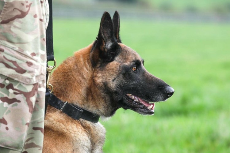 Бельгийская овчарка малинуа к9