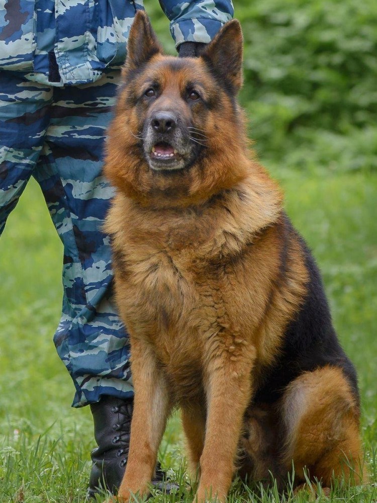 Немецкая овчарка служебная собака