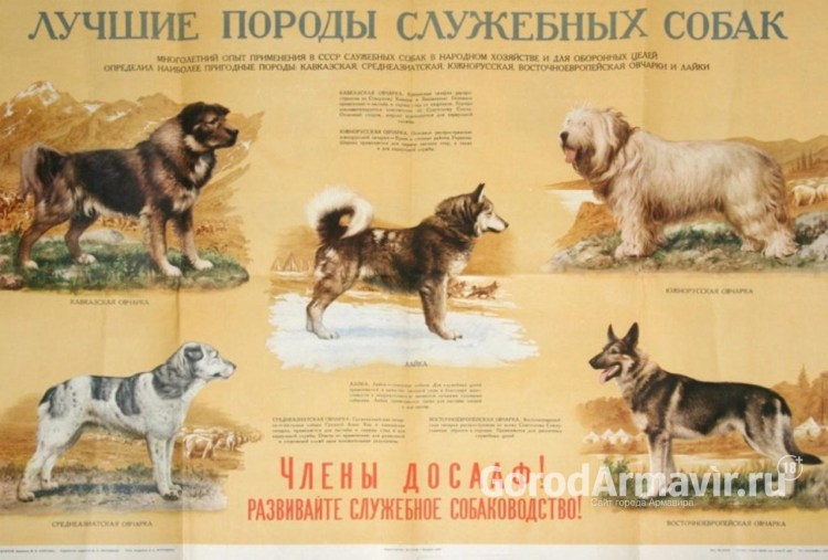 Служебные породы