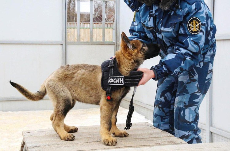 Кинологическая служба ФСИН