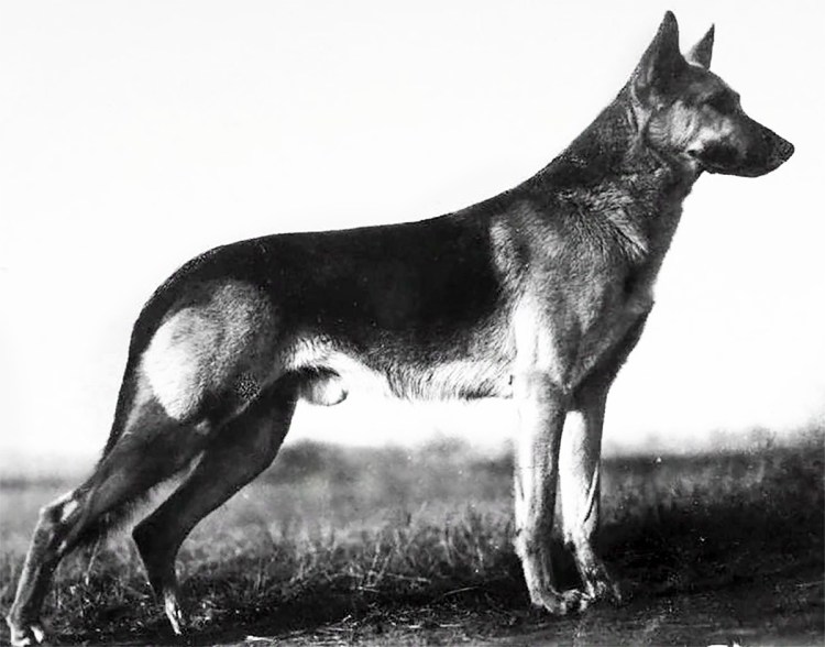 Первая немецкая овчарка Грайф