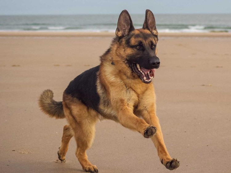 Немецкая овчарка Арес