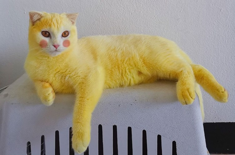 Кот куркума Пикачу