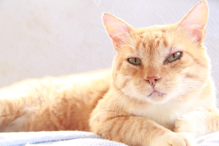 Желтый кот порода