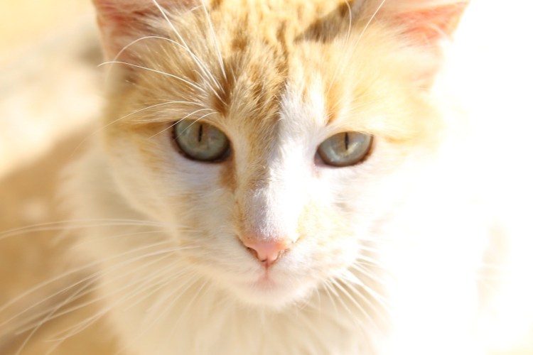 Котенок. Спокойной ночи!