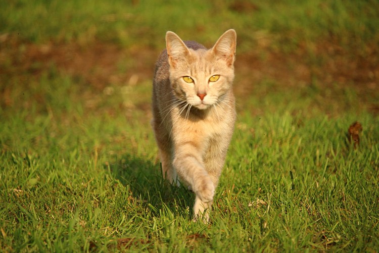 Палевая кошка в лесу