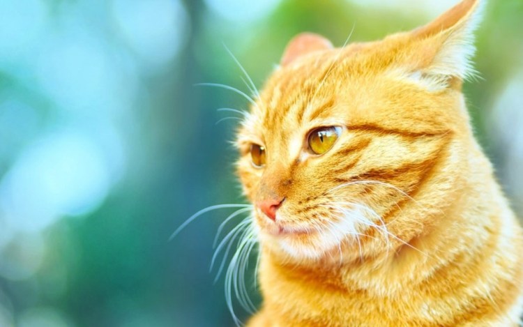 Рыжий кот с янтарными глазами
