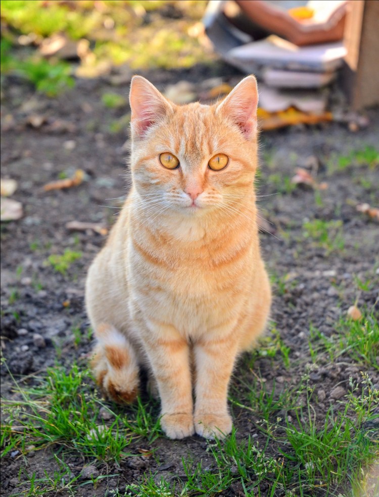 Рыжий котенок с желтыми глазами